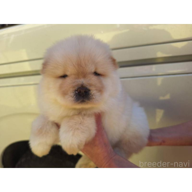 販売中の千葉県のチャウチャウ-444011の5枚目