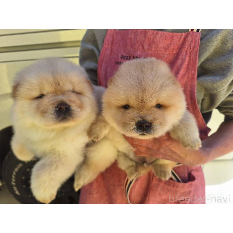 販売中の千葉県のチャウチャウ-444011の4枚目