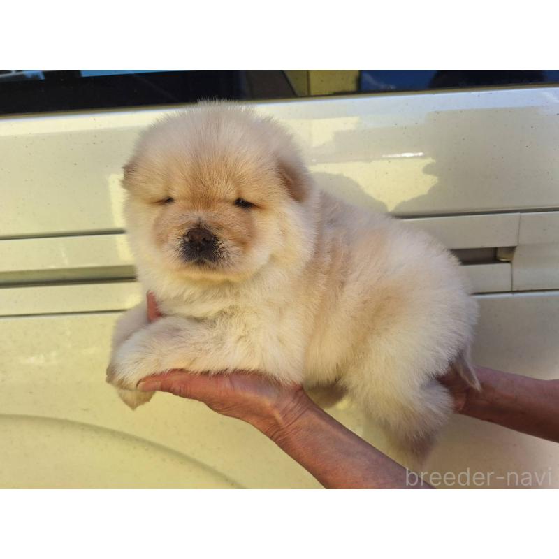 販売中の千葉県のチャウチャウ-444011の3枚目