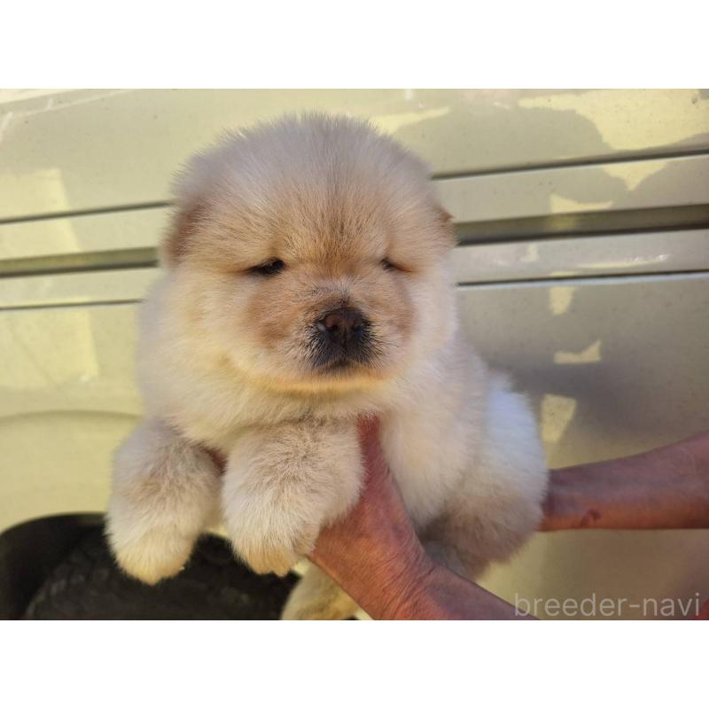 販売中の千葉県のチャウチャウ-444011