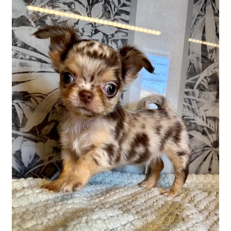 販売中の東京都のチワワ(ロングコート)-435836の3枚目