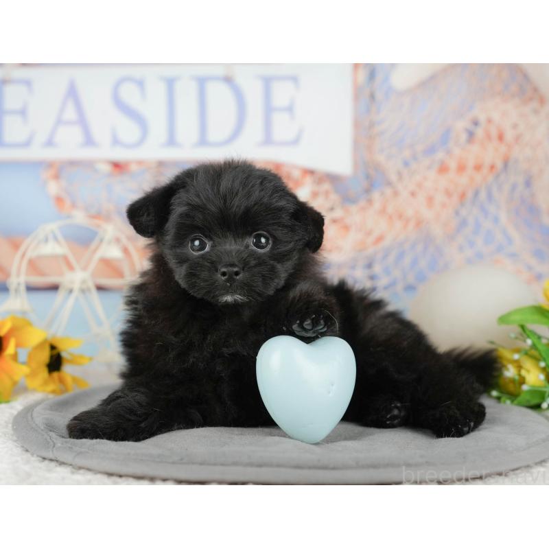 販売中の茨城県のポメプー:ポメラニアン×トイプードル-444013の9枚目