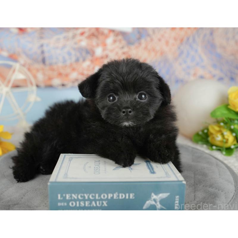 販売中の茨城県のポメプー:ポメラニアン×トイプードル-444013の6枚目