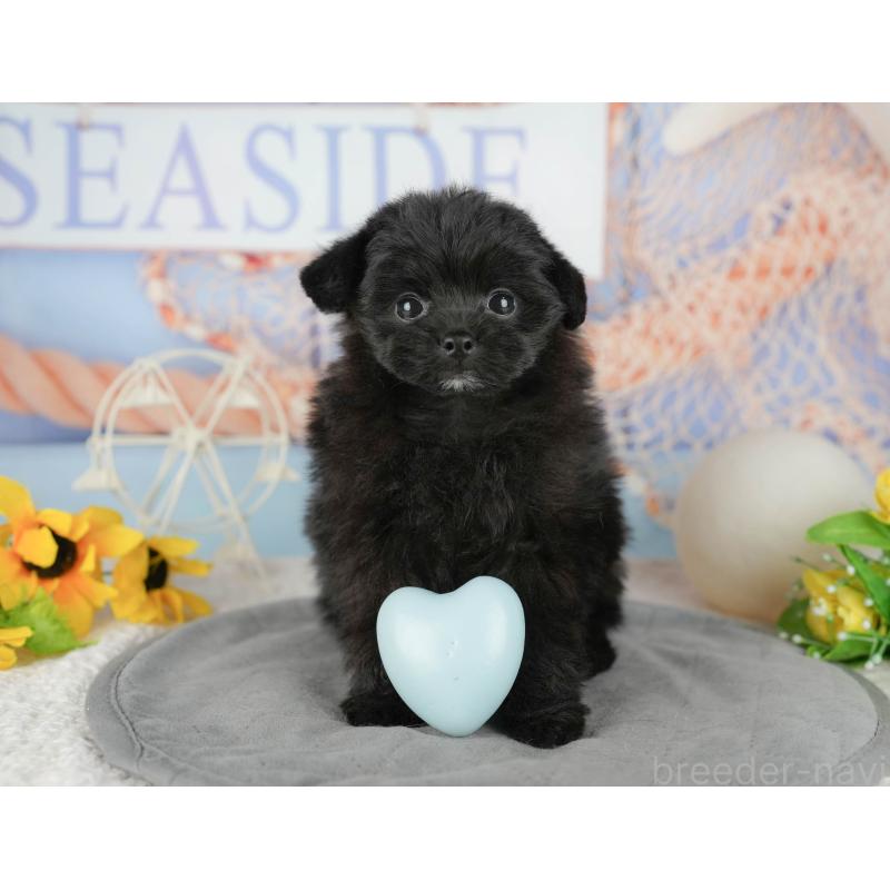 販売中の茨城県のポメプー:ポメラニアン×トイプードル-444013の5枚目