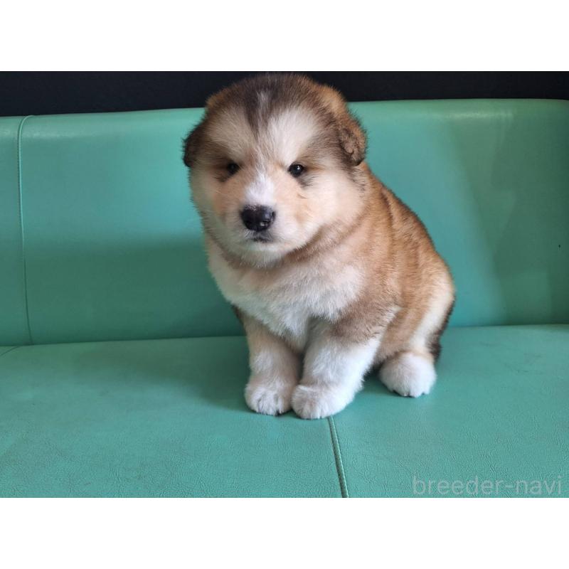 販売中の千葉県のアラスカンマラミュート-444012の4枚目