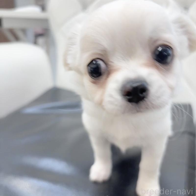 成約済の岐阜県のチワワ(ロングコート)-440414の1枚目