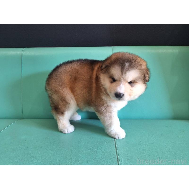 販売中の千葉県のアラスカンマラミュート-444012の2枚目