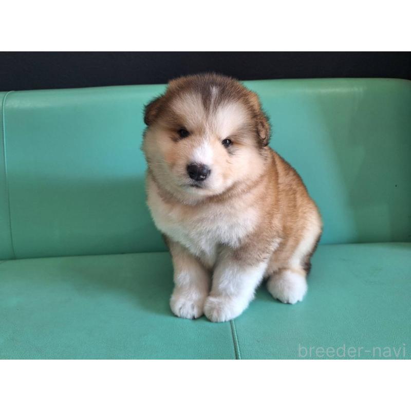 販売中の千葉県のアラスカンマラミュート-444012