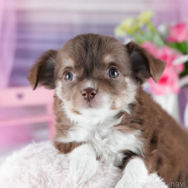 販売中の茨城県のチワワ(ロングコート)-444014