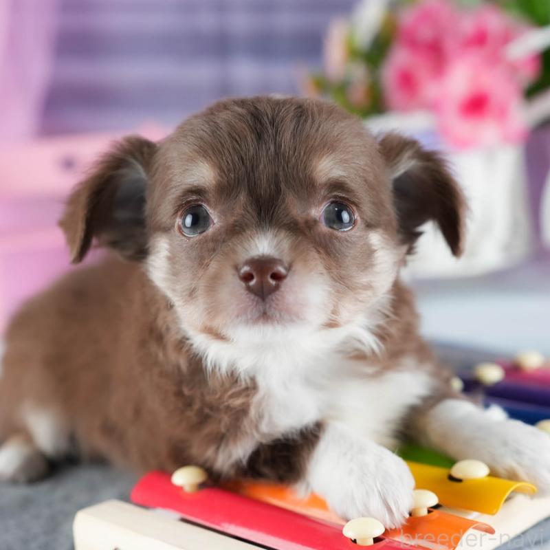 販売中の茨城県のチワワ(ロングコート)-444014の9枚目