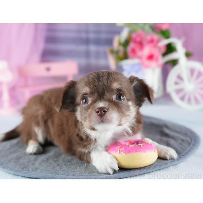 販売中の茨城県のチワワ(ロングコート)-444014の8枚目