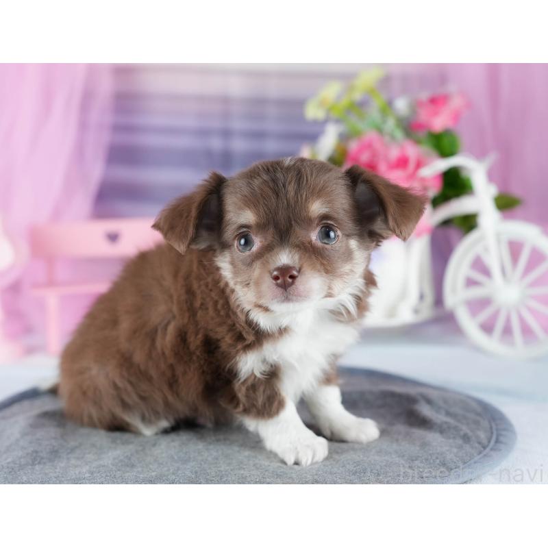 販売中の茨城県のチワワ(ロングコート)-444014の7枚目