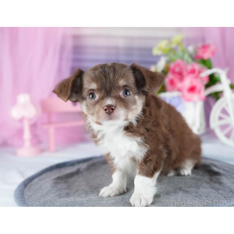 販売中の茨城県のチワワ(ロングコート)-444014の6枚目