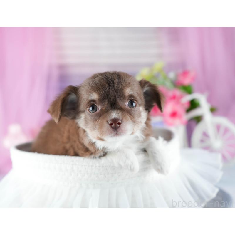 販売中の茨城県のチワワ(ロングコート)-444014の5枚目