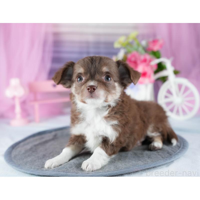 販売中の茨城県のチワワ(ロングコート)-444014の4枚目