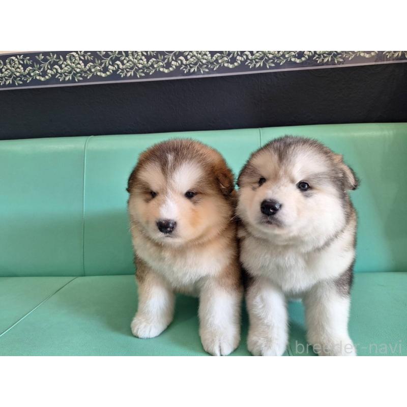 販売中の千葉県のアラスカンマラミュート-444015の5枚目