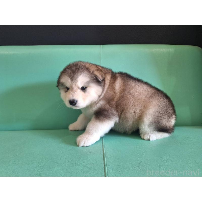 販売中の千葉県のアラスカンマラミュート-444015の4枚目