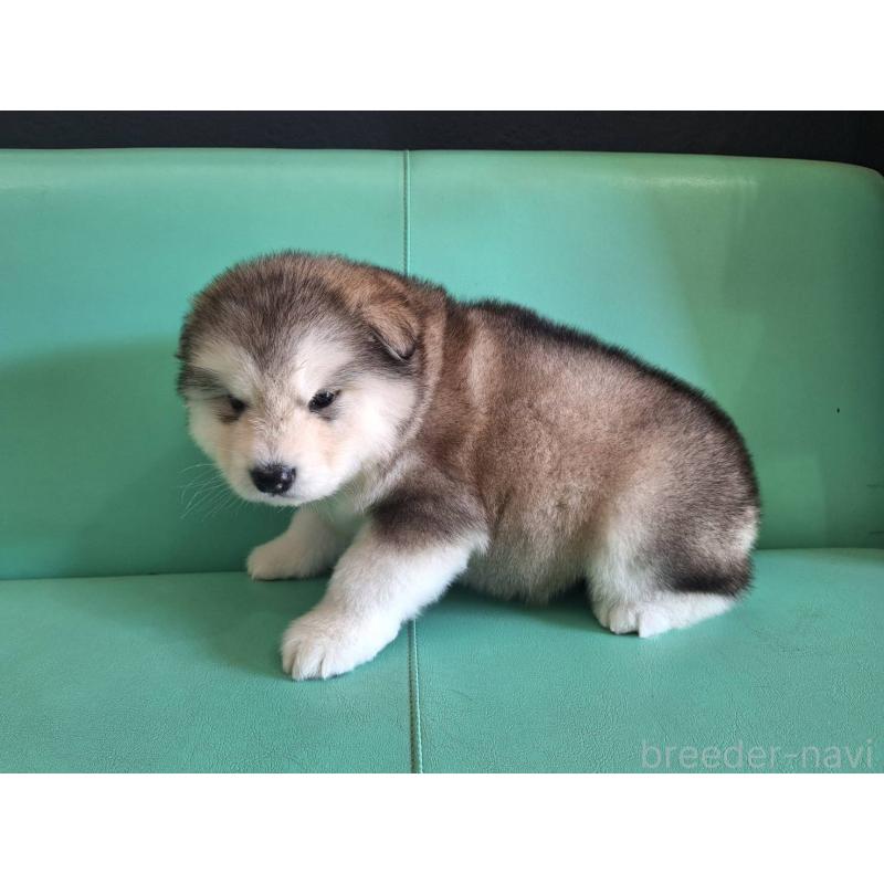 販売中の千葉県のアラスカンマラミュート-444015の2枚目