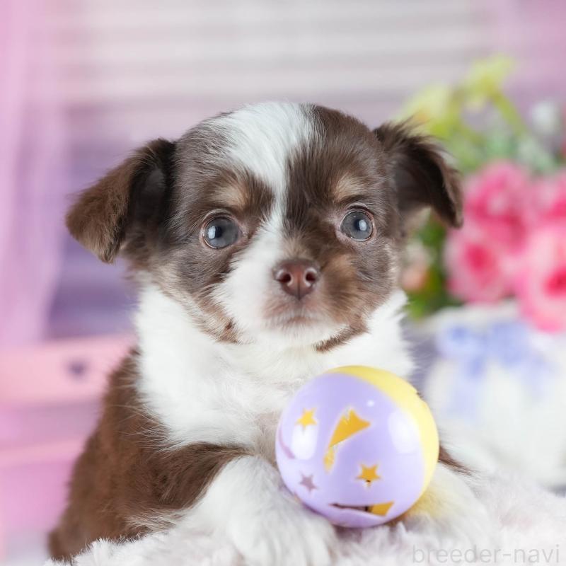 販売中の茨城県のチワワ(ロングコート)-444017の1枚目