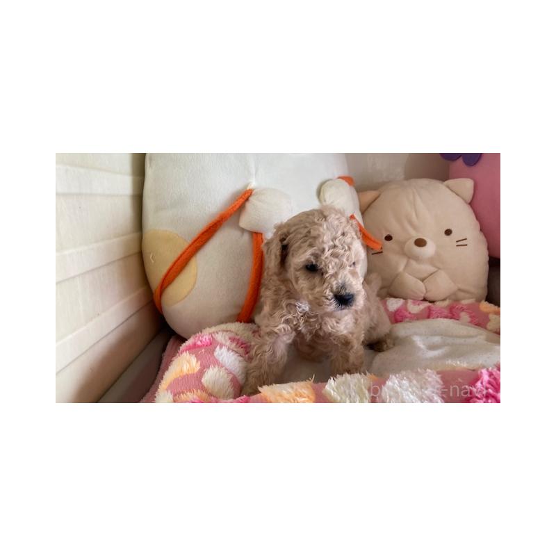 販売中の富山県のトイプードル-444016の2枚目