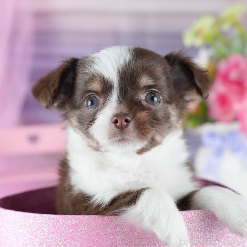 販売中の茨城県のチワワ(ロングコート)-444017の9枚目