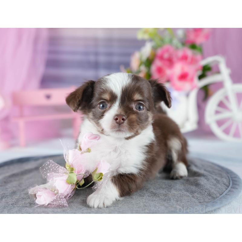 販売中の茨城県のチワワ(ロングコート)-444017の8枚目