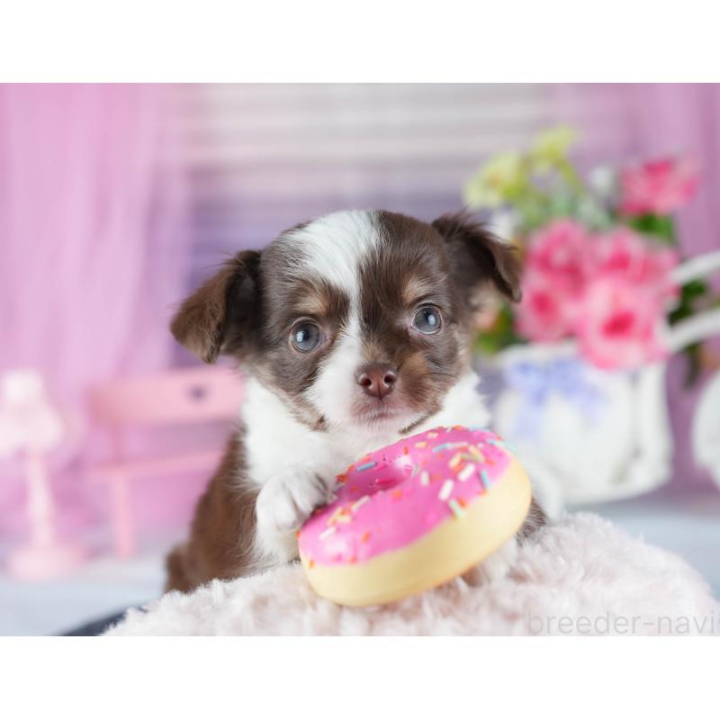 販売中の茨城県のチワワ(ロングコート)-444017の7枚目