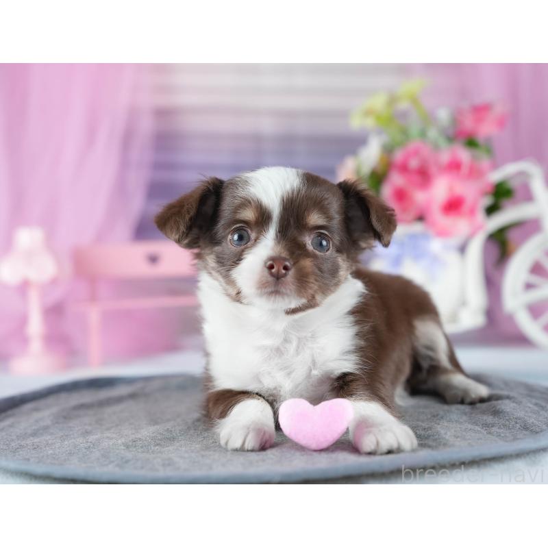 販売中の茨城県のチワワ(ロングコート)-444017の6枚目