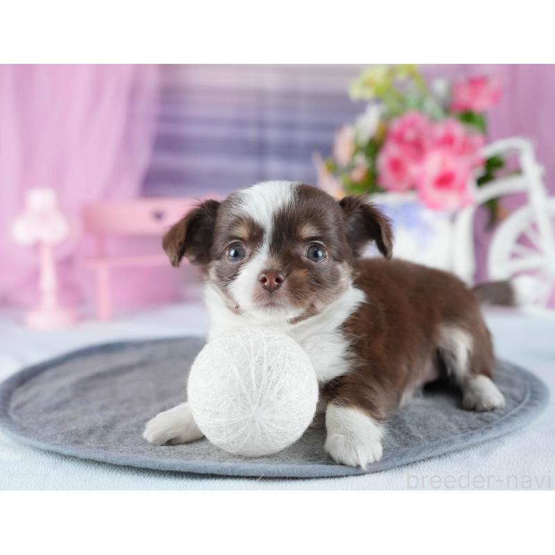 販売中の茨城県のチワワ(ロングコート)-444017の5枚目