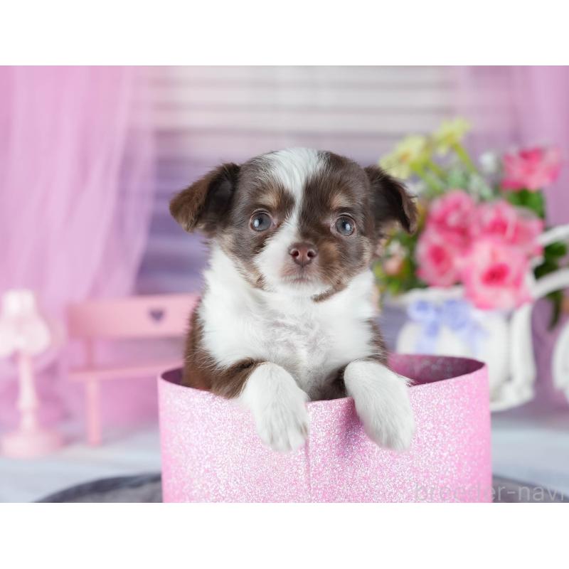 販売中の茨城県のチワワ(ロングコート)-444017の4枚目