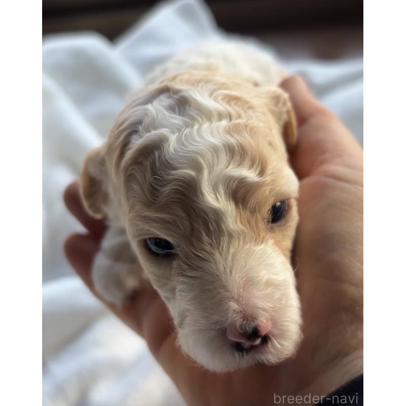 販売中の熊本県のミディアムプードル-443946の2枚目