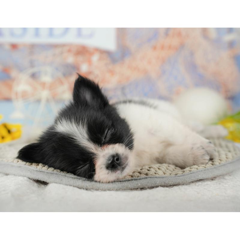 販売中の茨城県のミックス犬-444022の9枚目