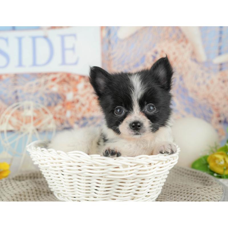 販売中の茨城県のミックス犬-444022の8枚目