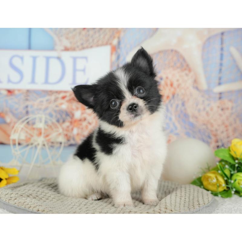 販売中の茨城県のミックス犬-444022の7枚目