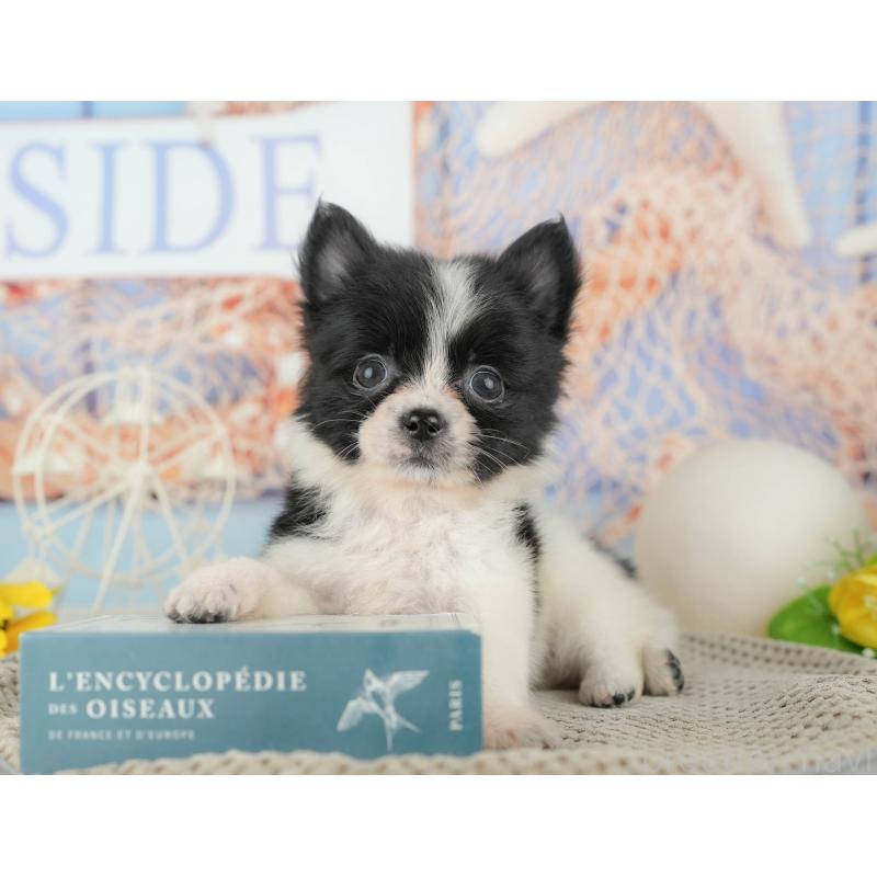 販売中の茨城県のミックス犬-444022の6枚目