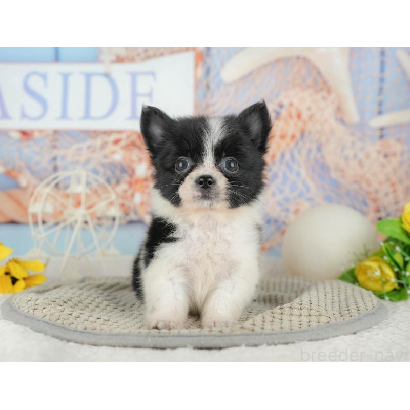 販売中の茨城県のミックス犬-444022の4枚目