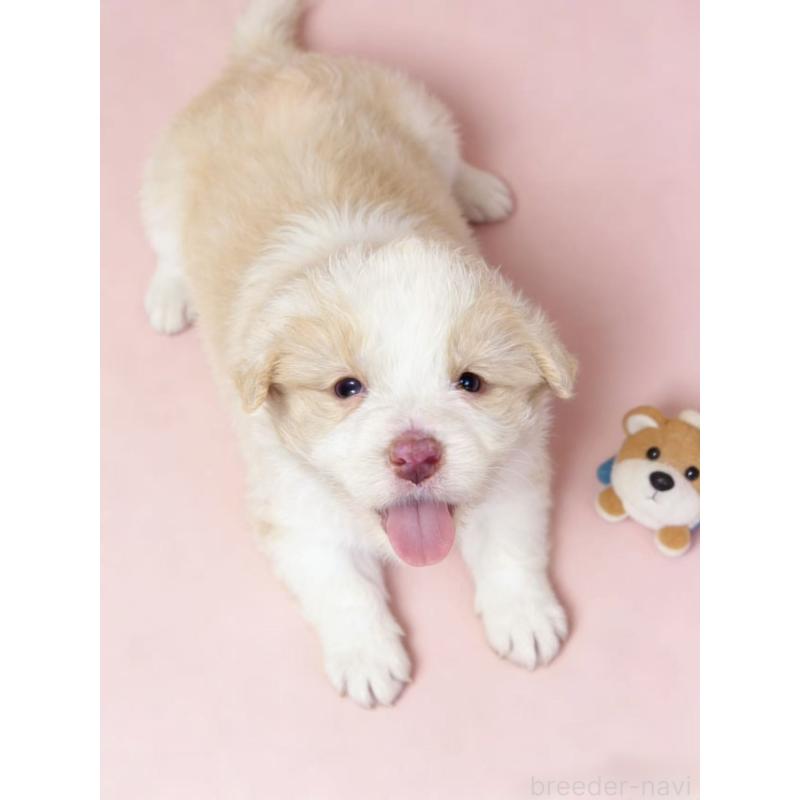 販売中の茨城県のボーダーコリー-444024の3枚目