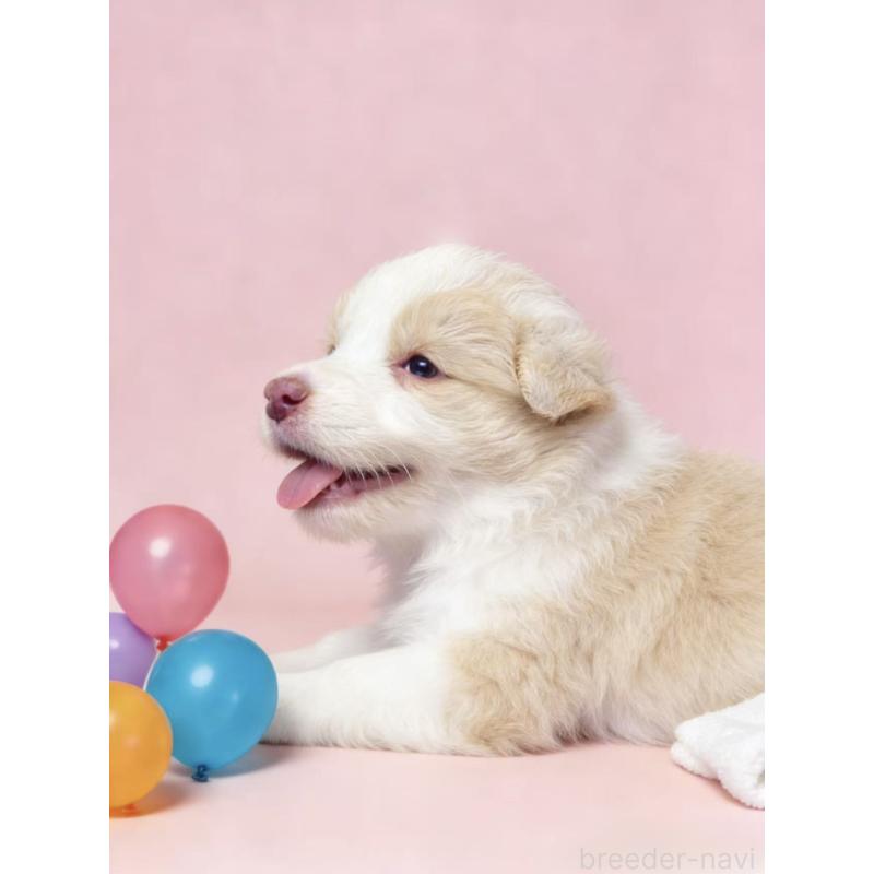 販売中の茨城県のボーダーコリー-444024の2枚目