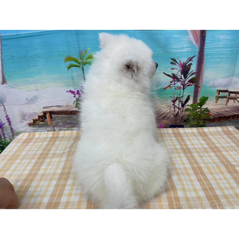 販売中の千葉県のサモエド-444021の5枚目