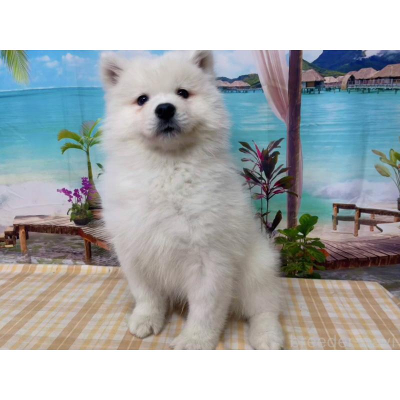 販売中の千葉県のサモエド-444021の4枚目