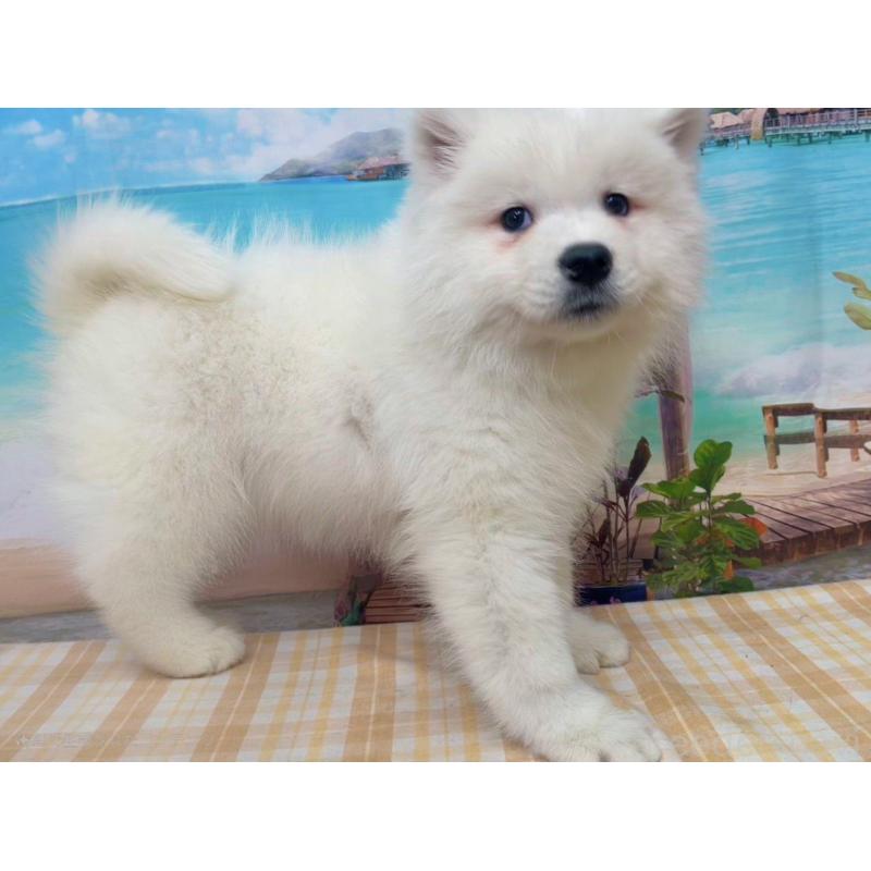 販売中の千葉県のサモエド-444021の3枚目