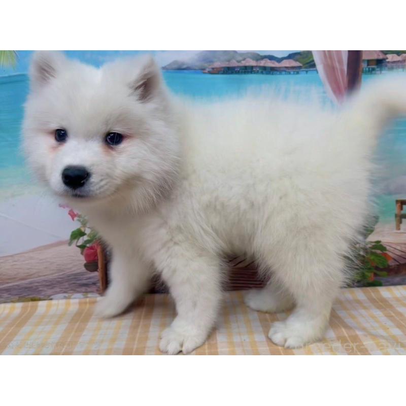 販売中の千葉県のサモエド-444021の2枚目