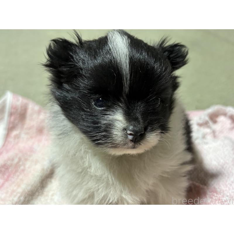 販売中の千葉県のポメラニアン-440092の5枚目