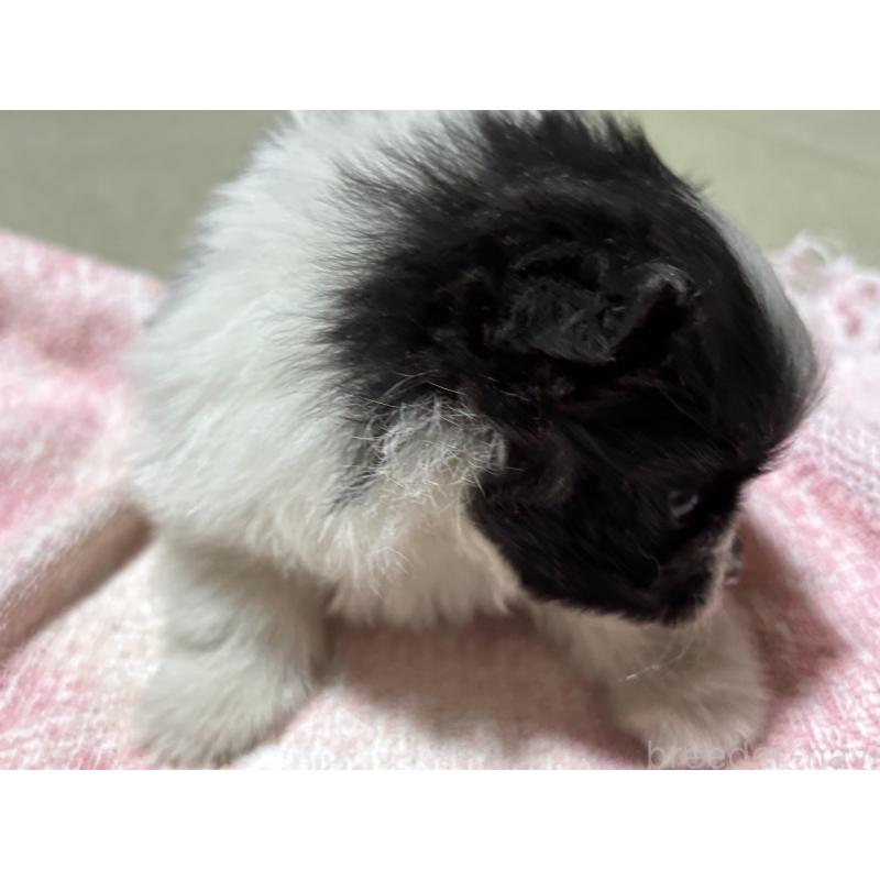 販売中の千葉県のポメラニアン-440092の4枚目