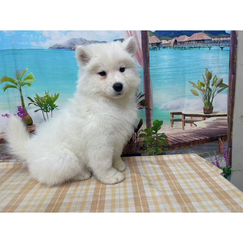 販売中の千葉県のサモエド-444025の5枚目