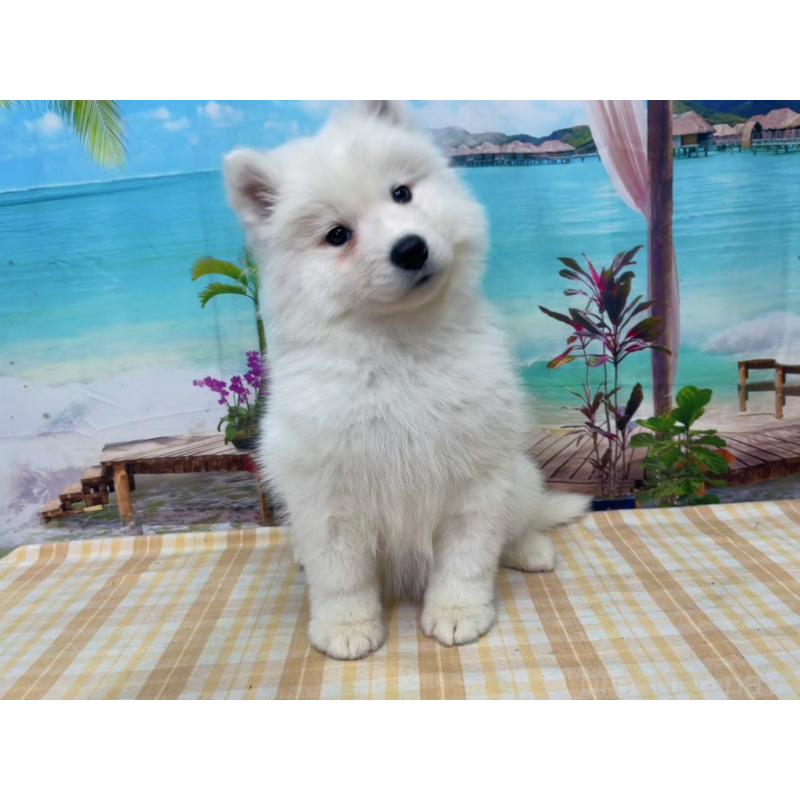 販売中の千葉県のサモエド-444025の4枚目