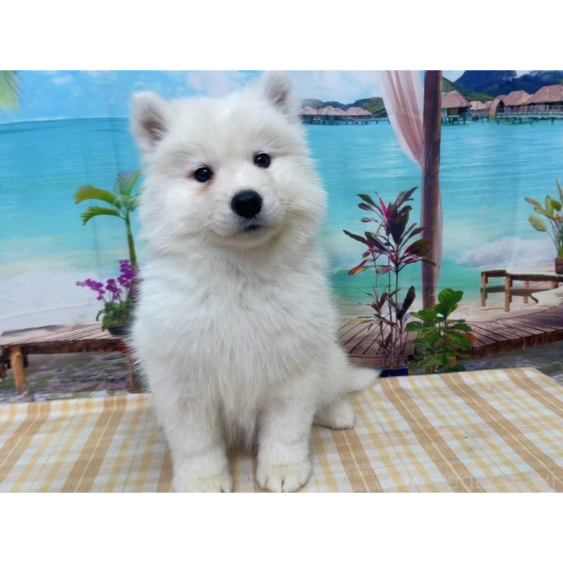 販売中の千葉県のサモエド-444025の3枚目