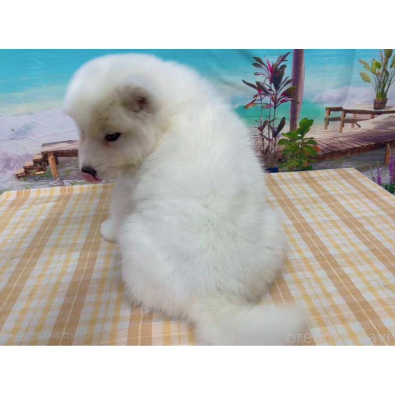 販売中の千葉県のサモエド-444025の2枚目