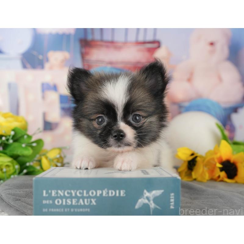 販売中の茨城県のミックス犬-444027の8枚目