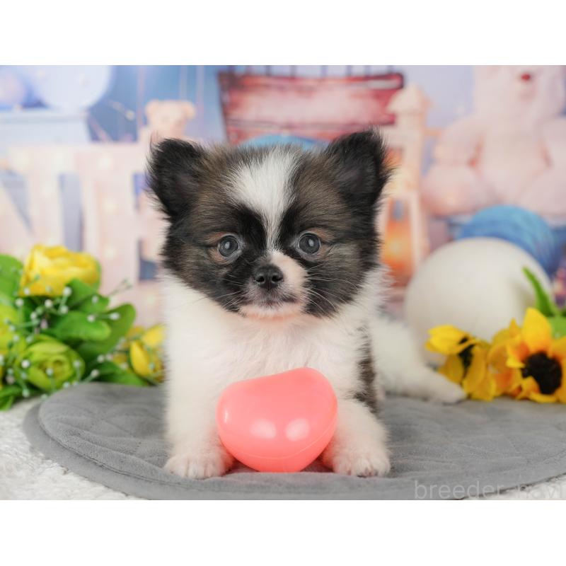 販売中の茨城県のミックス犬-444027の7枚目